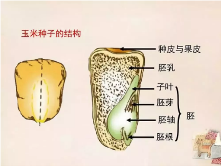 公務員考試常識積累：植物的秘密